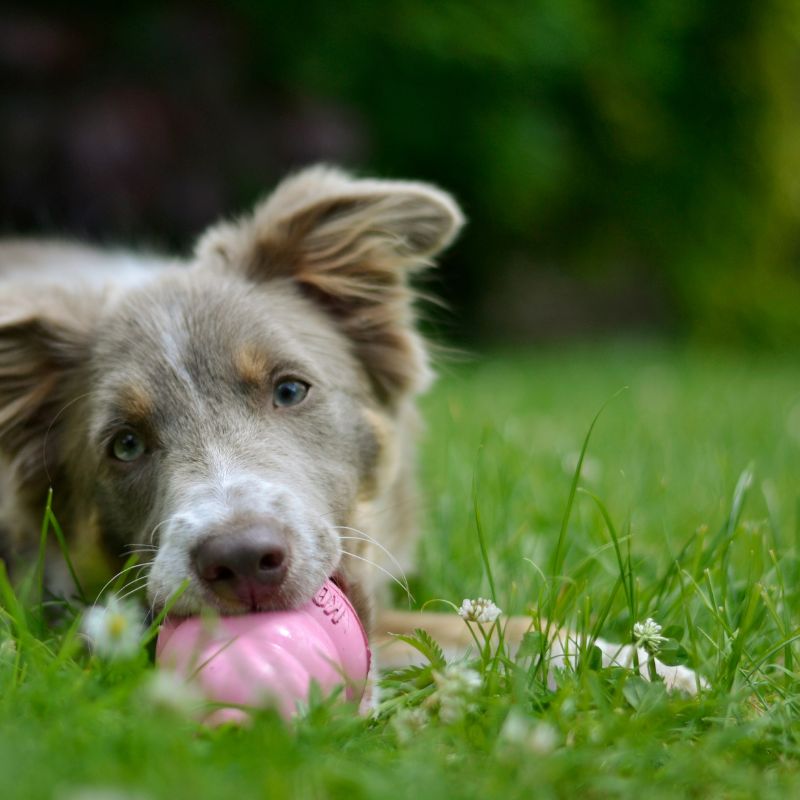 JOUET POUR CHIEN